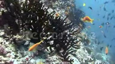 马尔代夫海洋水下彩色珊瑚背景的鱼群。
