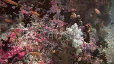 马尔代夫海洋水下彩色珊瑚<strong>背景</strong>的<strong>鱼群</strong>。