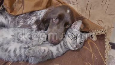 猫和<strong>友谊</strong>一只狗正睡在室内有趣的<strong>视频</strong>。 猫和狗