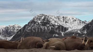海象群在斯瓦尔巴的<strong>北冰洋</strong>海岸放松。