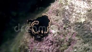 菲律宾野生动物海洋中的努迪布鳃。