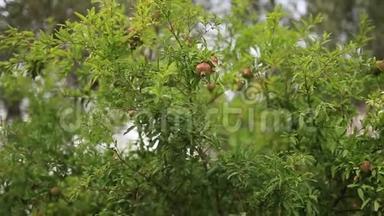 黑山绿树上的中型石榴果实