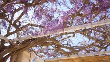 黑山、亚得里亚海和巴尔岛开花的紫藤