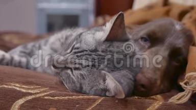 猫和狗是在室内睡觉的<strong>友谊</strong>，有趣的<strong>视频</strong>。 猫和狗
