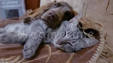猫和狗睡在一起的滑稽<strong>视频</strong>。 <strong>友谊</strong>猫和室内狗