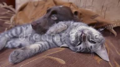 猫和狗睡在一起的室内有趣的视频。 友谊猫狗