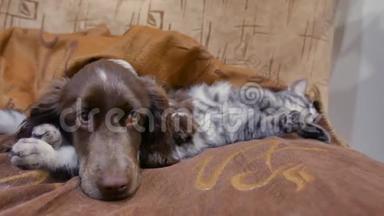 猫和狗睡在一起的滑稽视频。 猫和室内狗的友谊