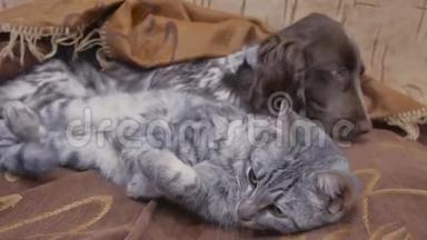 猫和一只友谊狗在室内睡觉，有趣的视频。 猫和狗