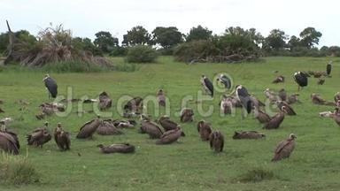 野生狮鹫非洲热带草原肯尼亚危险鸟