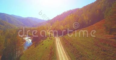 在阳光明媚的夏日早晨，中气飞越新鲜的山河和草地。 农村土路下面.. 奶牛和汽车。