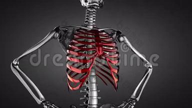 <strong>人体胸部</strong>模型在灰色背景下的旋转