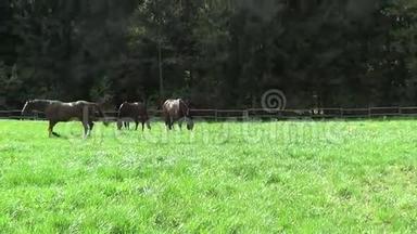 马在围场上自由奔跑