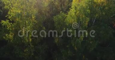 空中观景台。 飞过森林里美丽的秋树.. 空中<strong>摄影机</strong>拍摄。