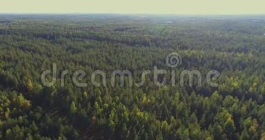 空中<strong>观景台</strong>。 飞过森林里美丽的秋树.. 空中摄影机拍摄。