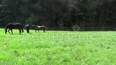 马在围场上自由奔跑