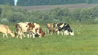 奶牛在新鲜的牧场放牧