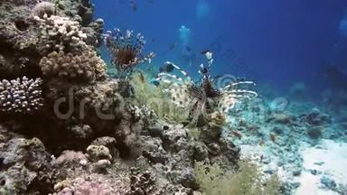 水下珊瑚礁中五颜六色的小鱼中的狮子鱼