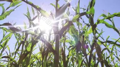 玉米田玉米<strong>运动视频</strong>农场Stedicam农业。绿草农业美国自然美国玉米农场