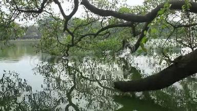 树木倒映入湖中.