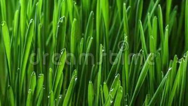 生长着绿草如茵的植物.