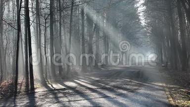 波兰森林里浓雾中的太阳。