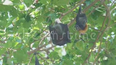 飞狐挂在树枝上洗衣服