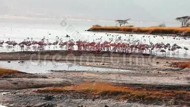 肯尼亚博戈里亚湖附近的火烈鸟
