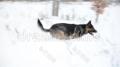 德国牧羊犬在雪地里玩耍。