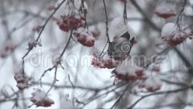牛翅在雪地里吃树上的红