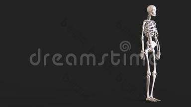 人体骨骼的布局.. 三维渲染。