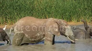 水洞里的非洲象