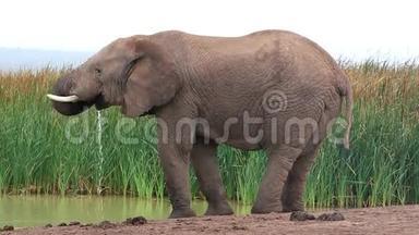 非洲象在水洞里