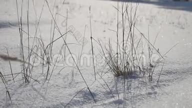 雪田干草，冬季，冬季风景