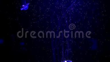特写水母，美杜莎在鱼缸与霓虹灯。 水母是一种自由<strong>游动</strong>的海洋腔肠，带有果冻状的钟或