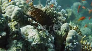 水下珊瑚礁上的狮子鱼