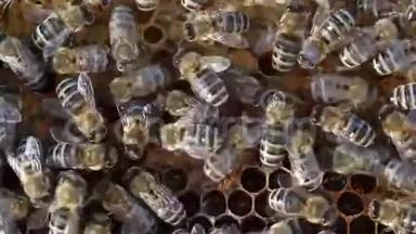 蜜蜂成群地聚集在蜂巢上