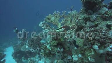 红海热带鱼类的<strong>珊瑚</strong>礁景象
