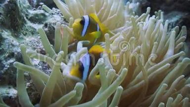 热带<strong>珊瑚</strong>礁上的小丑鱼和海葵