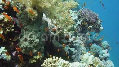 五颜六色的水下珊瑚礁与珊瑚和海绵