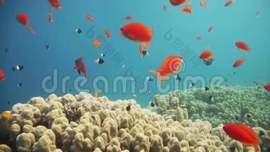 红海热带鱼类的珊瑚礁景象