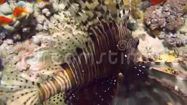 水下珊瑚礁上的狮子鱼
