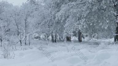 美丽的树林，雪的自然冬天