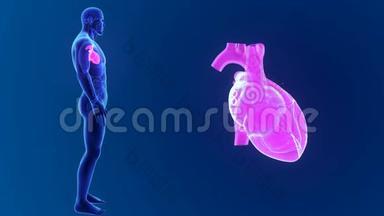 人的心脏放大器官