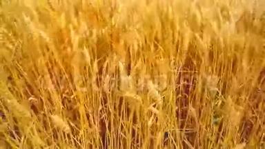 麦田。 农业耕地中的金麦穗。