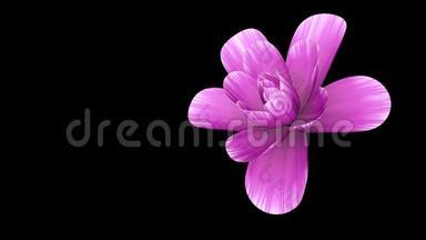 开花长开粉红色花时移三维动画隔离背景新品质美丽度假自然