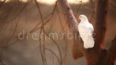农村地区树上的白鸽