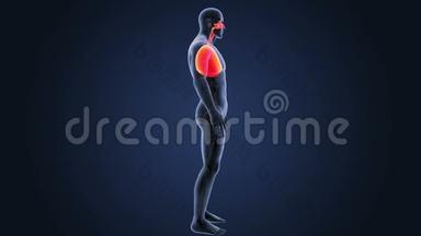 呼吸系统及心脏循环系统