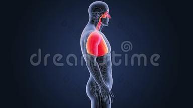 呼吸系统与心脏解剖