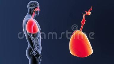 呼吸系统和心脏放大器官
