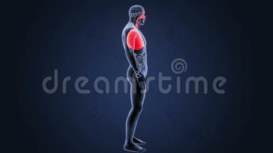 呼吸系统和心脏器官